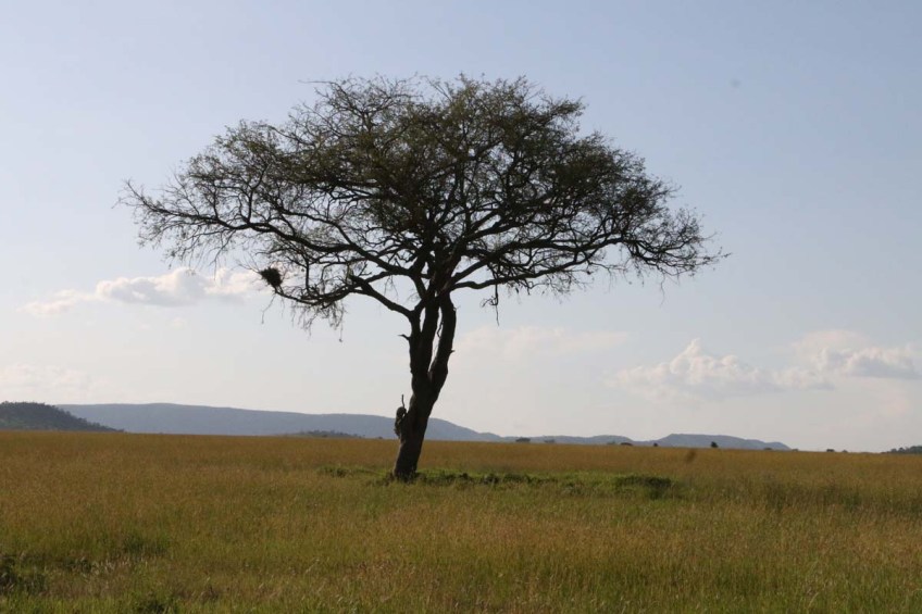 Leopard, cheetah, jungle, safari, tanzania, Serengeti