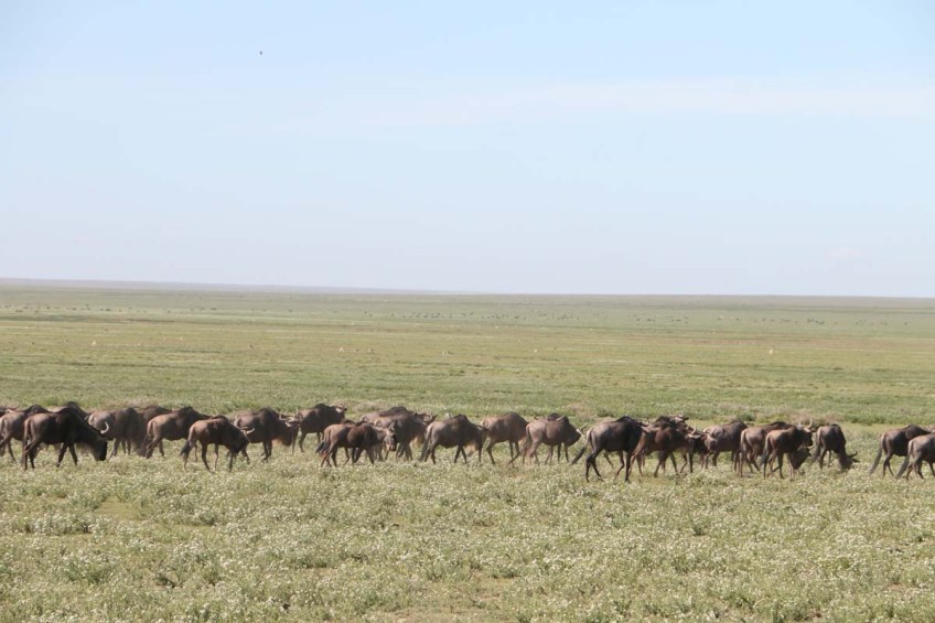 wild beast, jungle, wild, serengeti, tanzania, animal