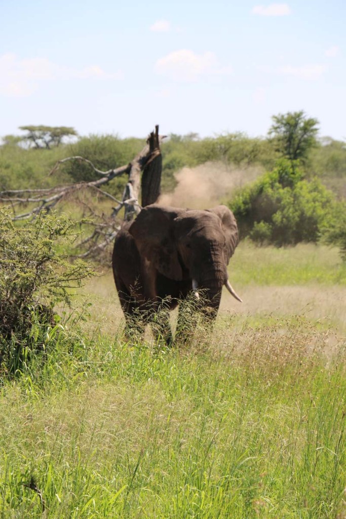 elephant, serengeti, tanzania, jungle, animal, wild