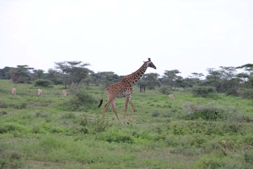 giraffe, wild, tanzania, jungle, safari,