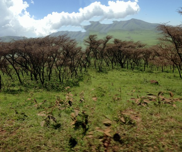 safari, tanzania, jungle, serengeti, ngorongoro crater, lake manyara