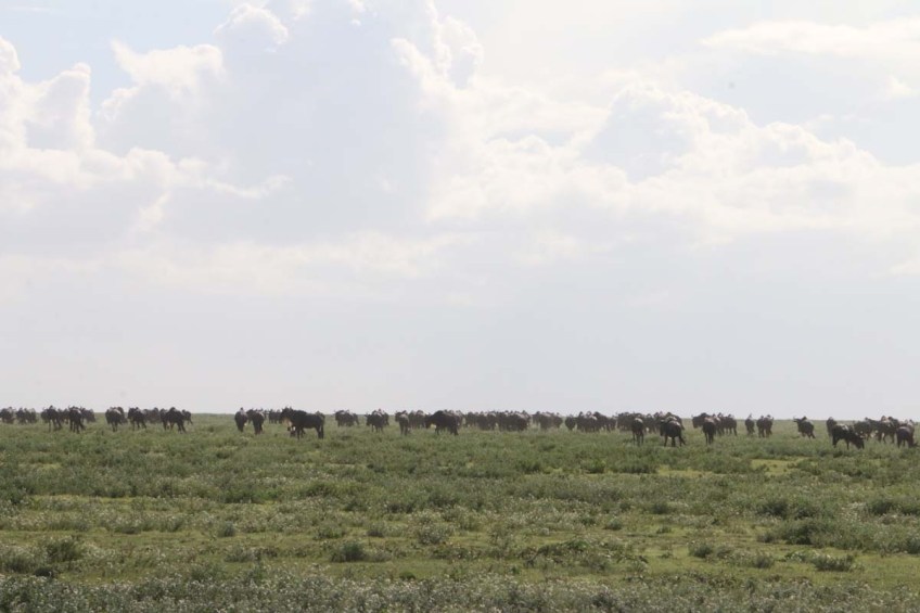 wild beast, jungle, wild, serengeti, tanzania, animal