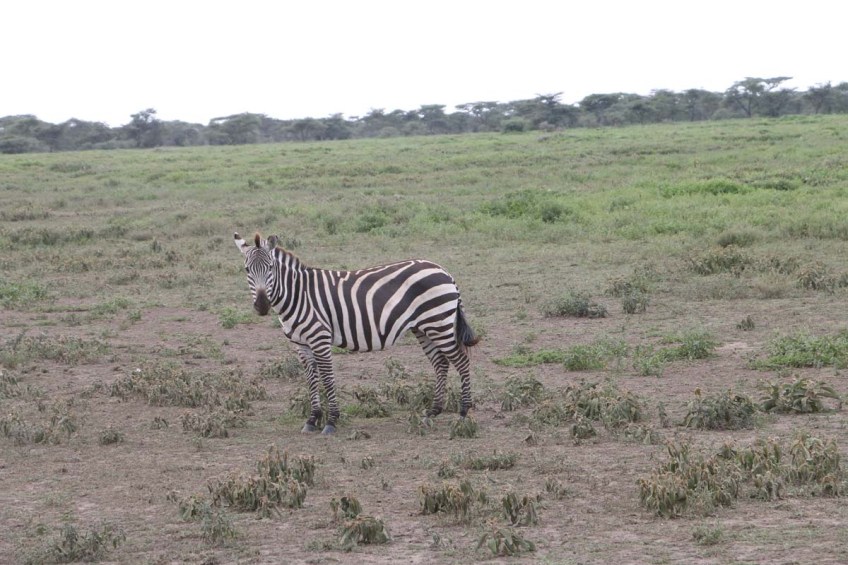 Zebra-tanzania-serengetti-safari-animal-jungle-46