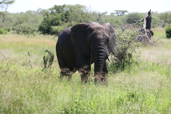 elephant, serengeti, tanzania, jungle, animal, wild
