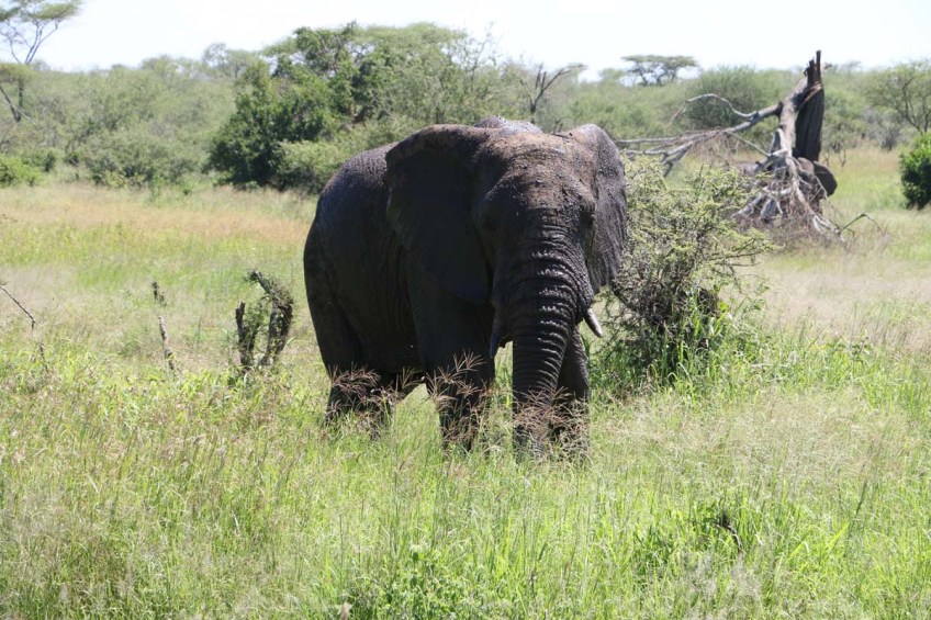 elephant, serengeti, tanzania, jungle, animal, wild