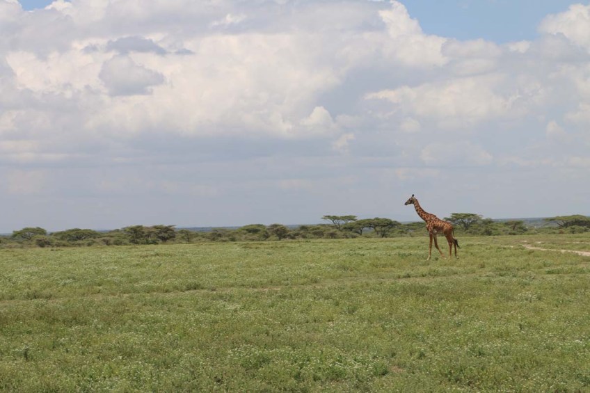 giraffe, wild, tanzania, jungle, safari,