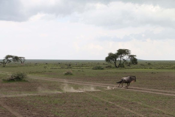 wild beast, jungle, wild, serengeti, tanzania, animal