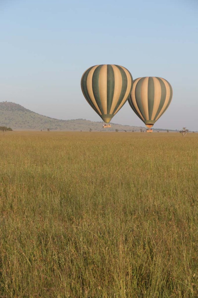 hot air balloon, safari, jungle, Serengeti, sunrise