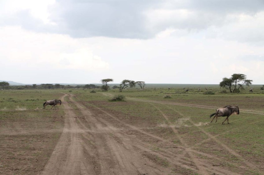 wild beast, jungle, wild, serengeti, tanzania, animal