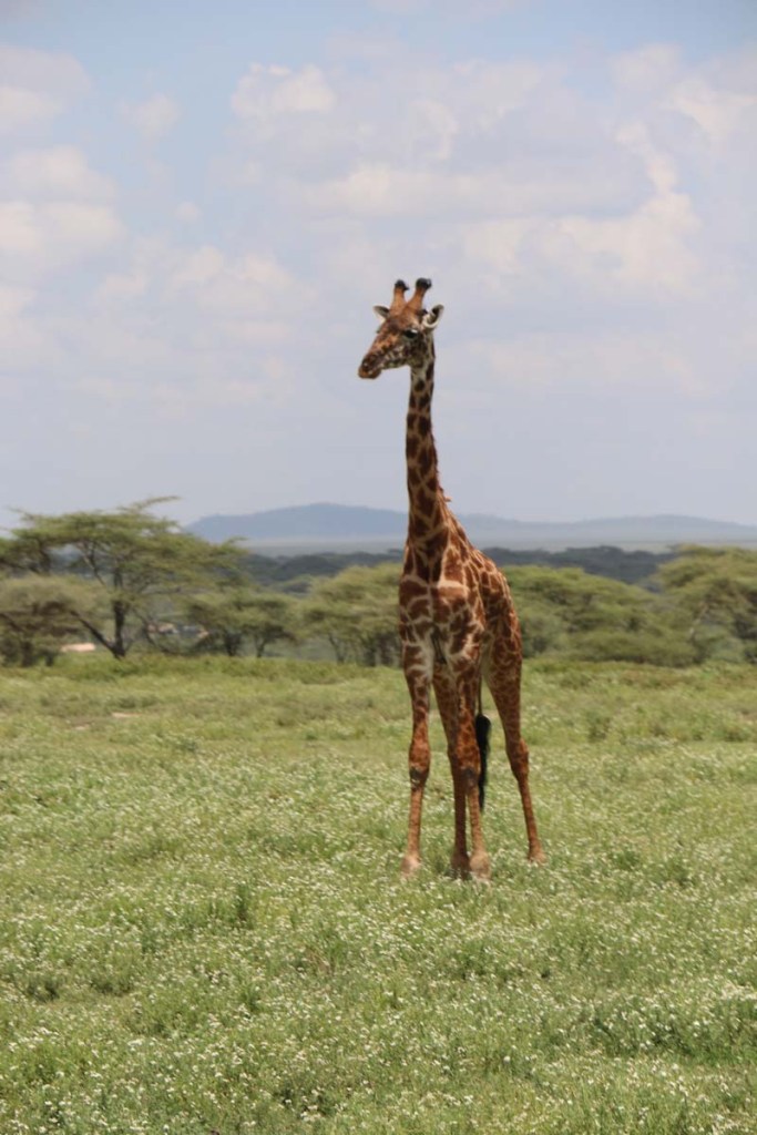 giraffe, wild, tanzania, jungle, safari,