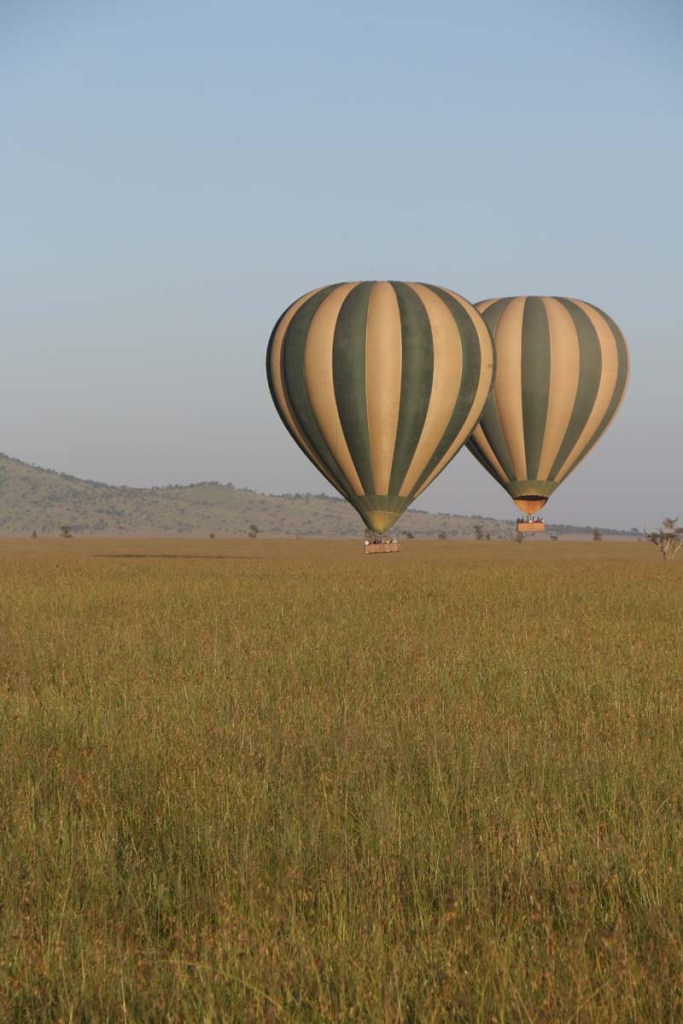 hot air balloon, safari, jungle, Serengeti, sunrise