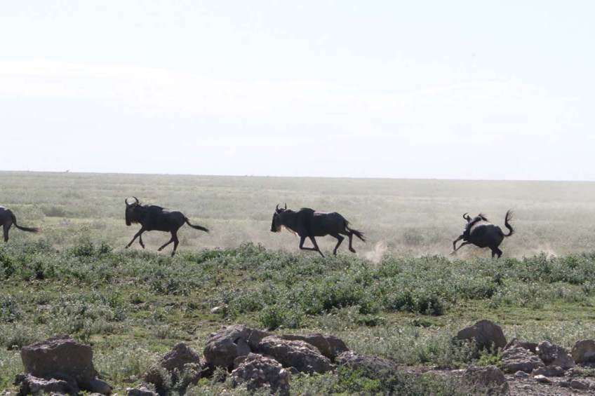 wild beast, jungle, wild, serengeti, tanzania, animal