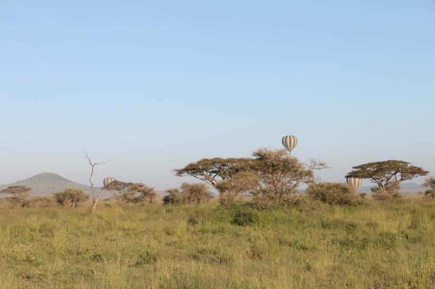 hot air balloon, safari, jungle, Serengeti, sunrise