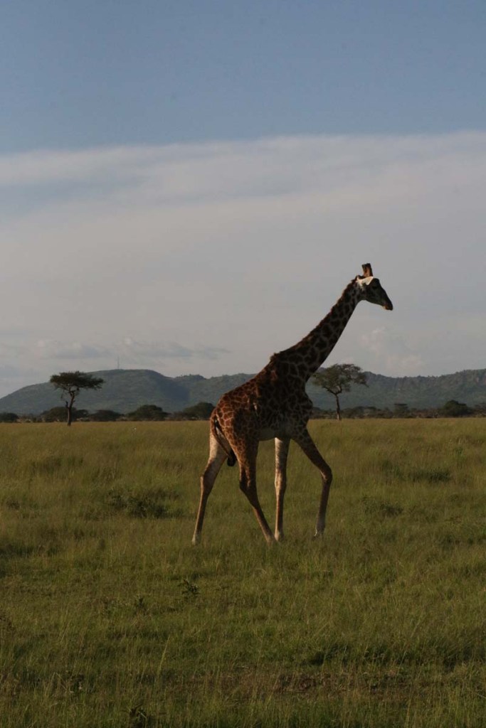 giraffe, wild, tanzania, jungle, safari,