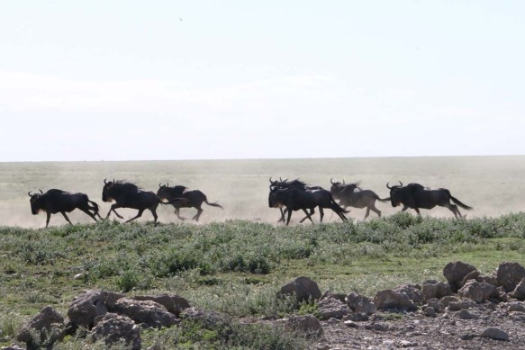 wild beast, jungle, wild, serengeti, tanzania, animal