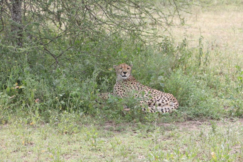 Leopard, cheetah, jungle, safari, tanzania, Serengeti