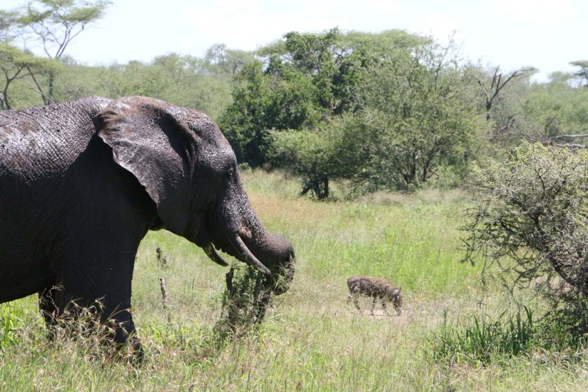 elephant, serengeti, tanzania, jungle, animal, wild