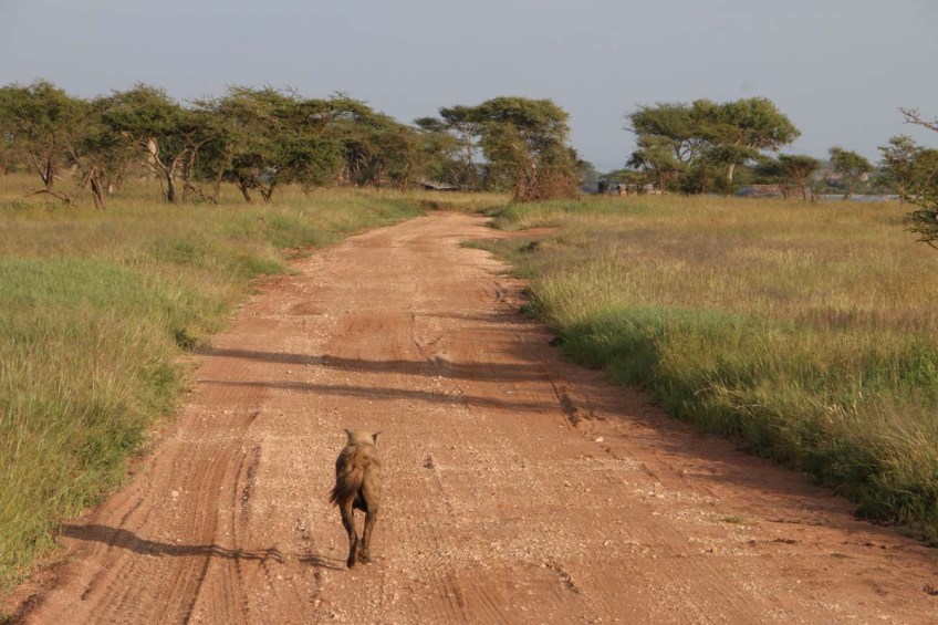 hyena, jungle, wild, Serengeti,