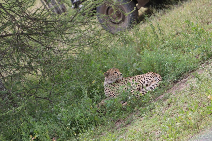 Leopard, cheetah, jungle, safari, tanzania, Serengeti
