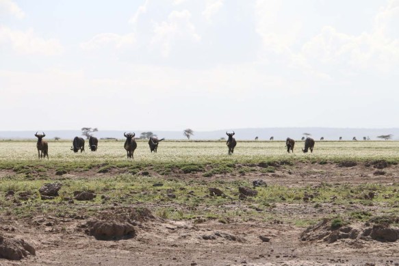 wild beast, jungle, wild, serengeti, tanzania, animal