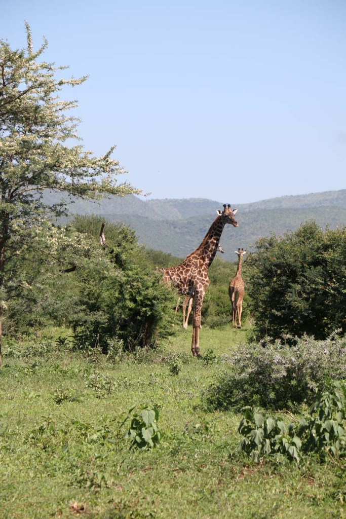 giraffe, wild, tanzania, jungle, safari,