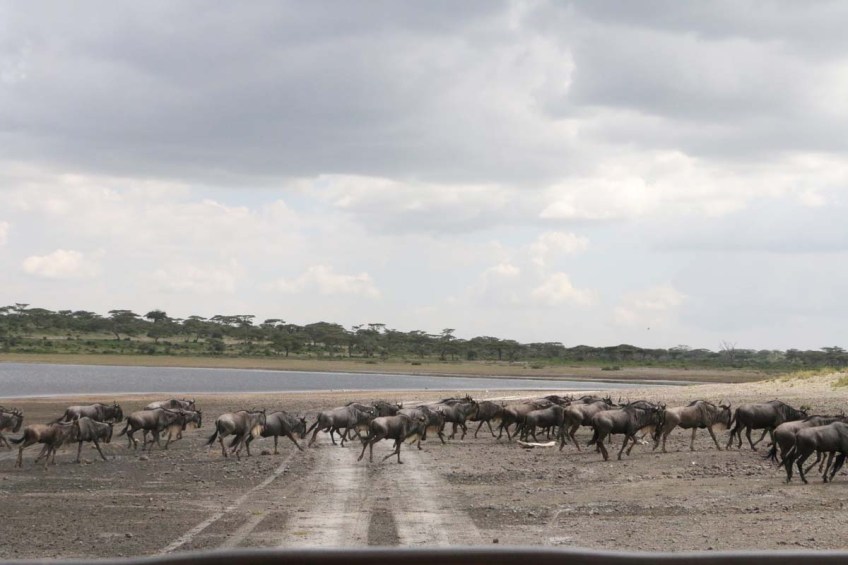 wild beast, jungle, wild, serengeti, tanzania, animal