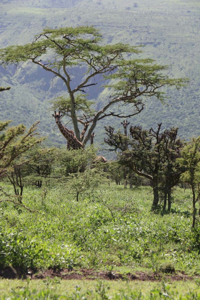 giraffe, wild, tanzania, jungle, safari,