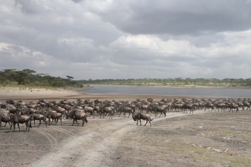 wild beast, jungle, wild, serengeti, tanzania, animal