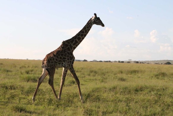giraffe, wild, tanzania, jungle, safari,