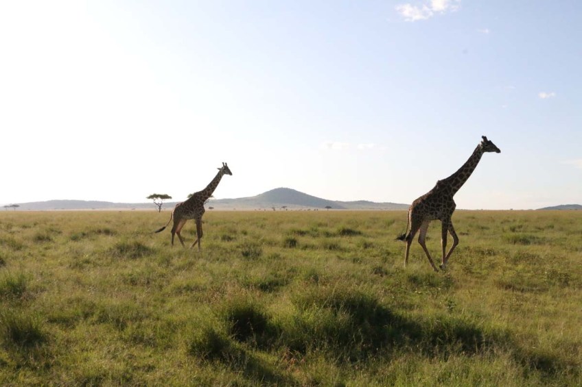 giraffe, wild, tanzania, jungle, safari,