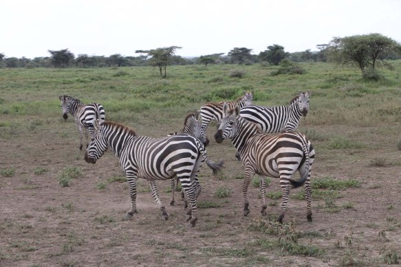 Zebra-tanzania-serengetti-safari-animal-jungle-46