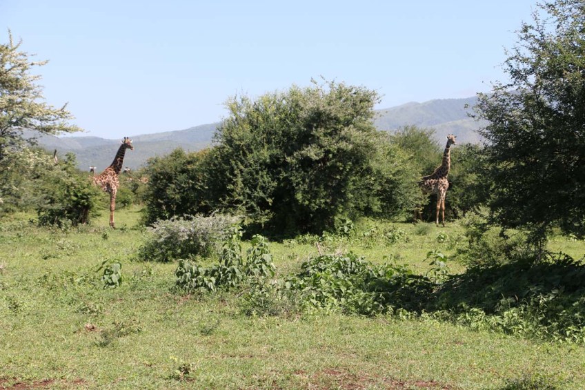 giraffe, wild, tanzania, jungle, safari,