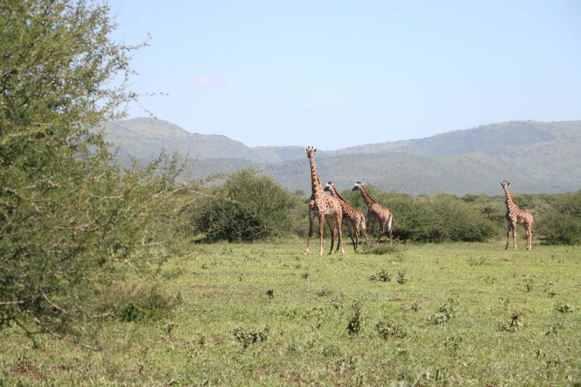 giraffe, wild, tanzania, jungle, safari,