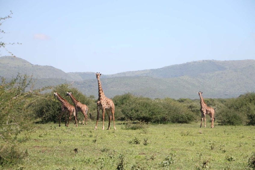 giraffe, wild, tanzania, jungle, safari,