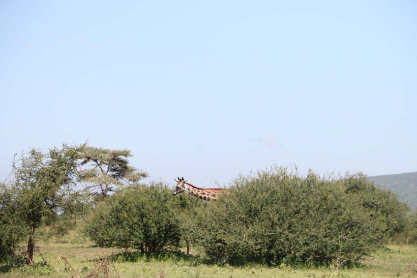 giraffe, wild, tanzania, jungle, safari,