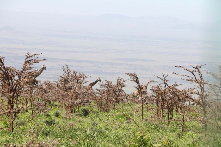 giraffe, wild, tanzania, jungle, safari,