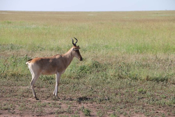 oryx, deer, jungle, tanzania, greenery, animal, wild