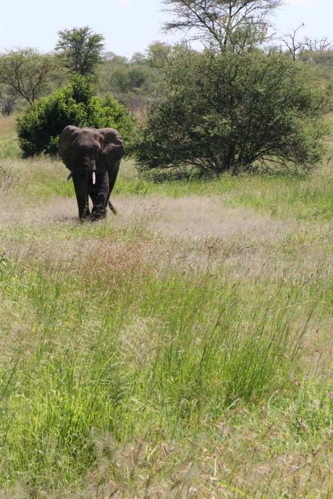 elephant, serengeti, tanzania, jungle, animal, wild