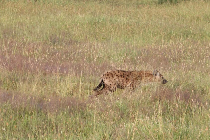 hyena, jungle, wild, Serengeti,