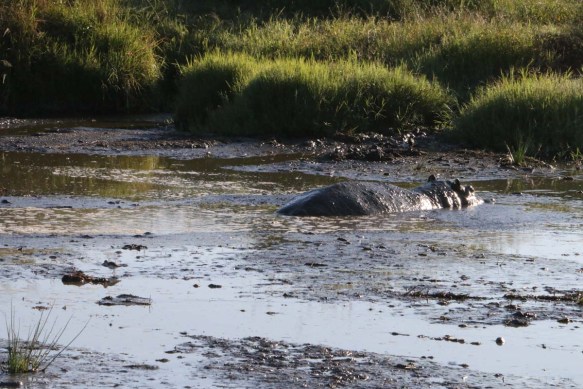 hippocampus, hippo, animal, jungle, wild, tanzania, Serengeti