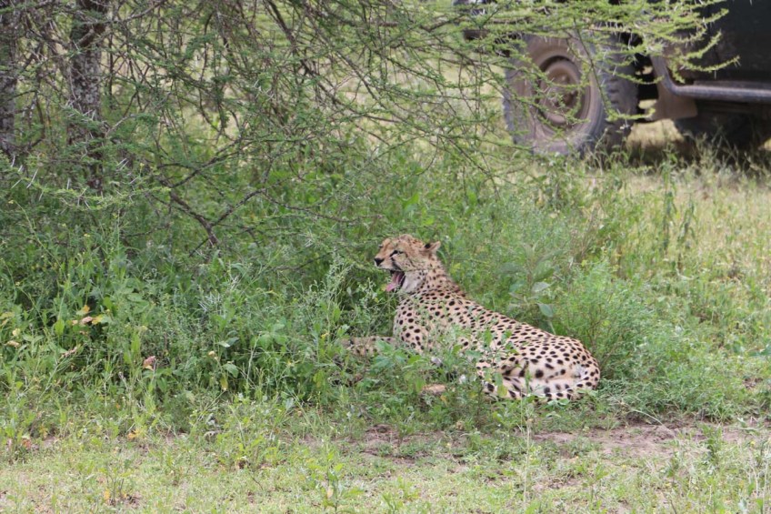 Leopard, cheetah, jungle, safari, tanzania, Serengeti