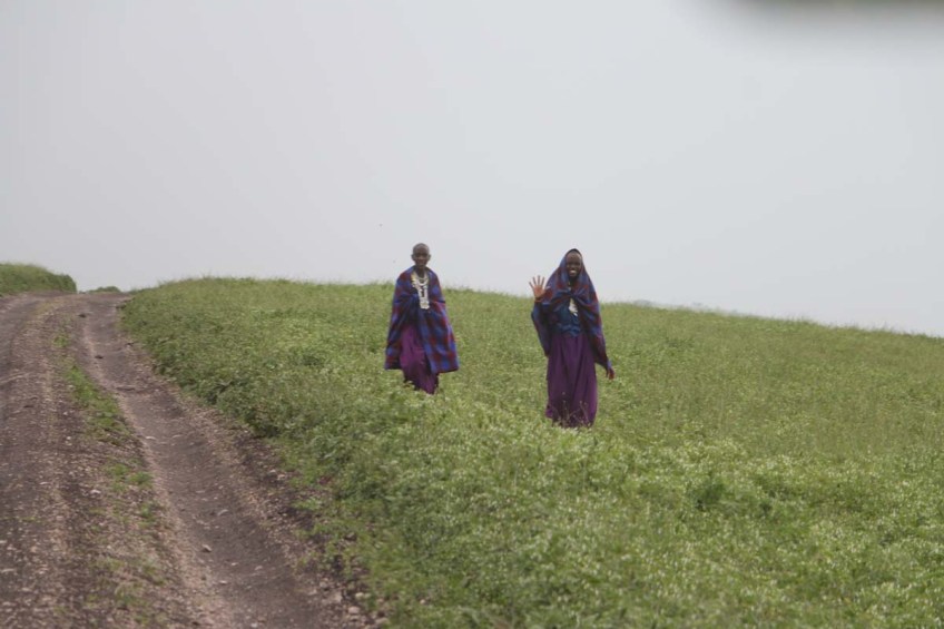 maasai, african, jungle, safari, tanzanian, tanzania
