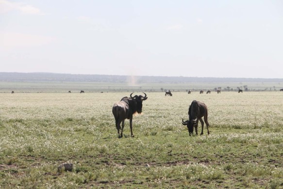wild beast, jungle, wild, serengeti, tanzania, animal
