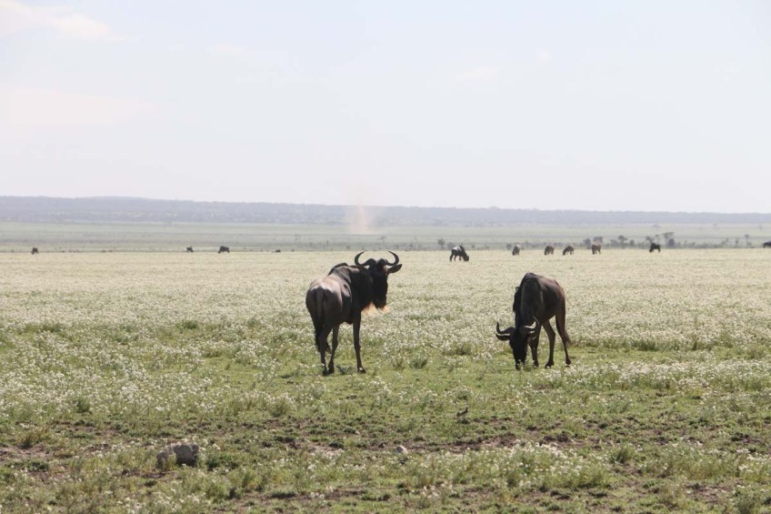wild beast, jungle, wild, serengeti, tanzania, animal