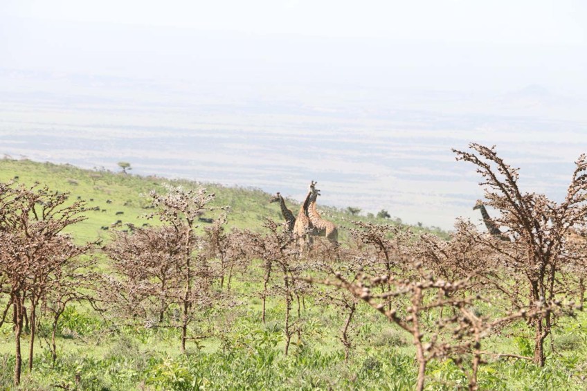 giraffe, wild, tanzania, jungle, safari,