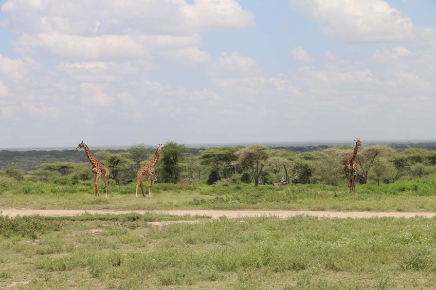 giraffe, wild, tanzania, jungle, safari,