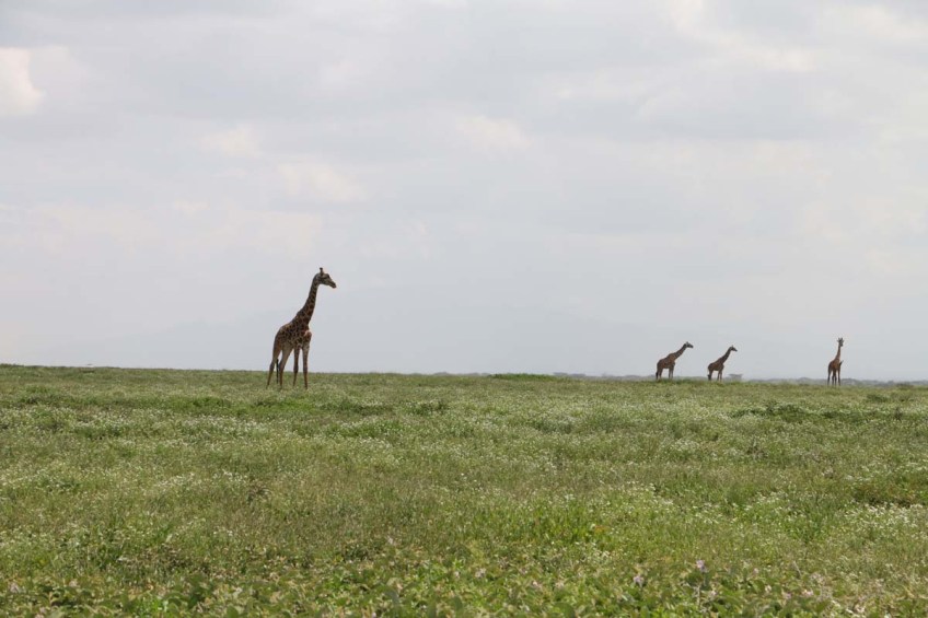 giraffe, wild, tanzania, jungle, safari,