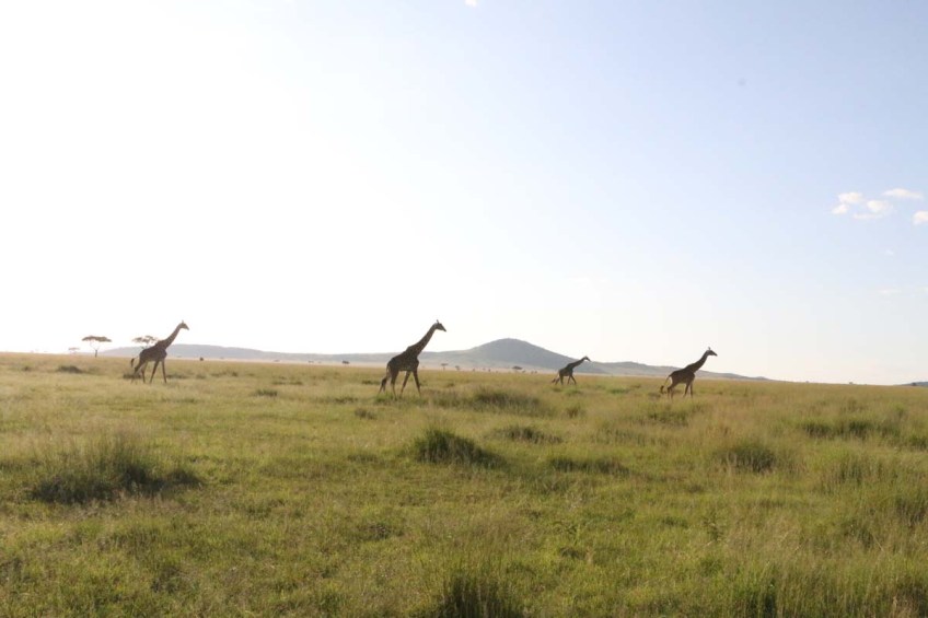 giraffe, wild, tanzania, jungle, safari,