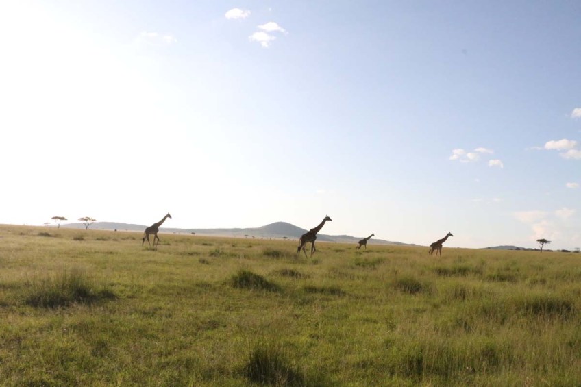 giraffe, wild, tanzania, jungle, safari,
