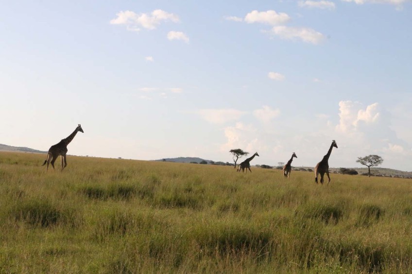 giraffe, wild, tanzania, jungle, safari,